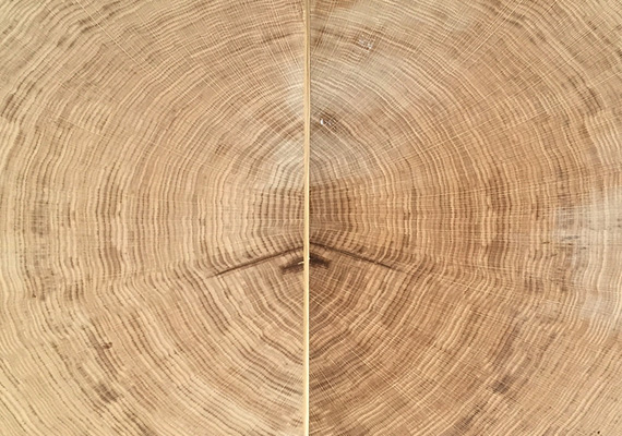 Oak Vertical section - wood essence ELITWOOD srl